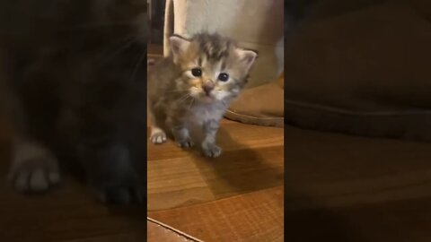 Kitten says “It’s a BIG WORLD” - first steps outside playpen