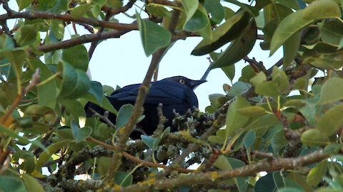 Brewer's Blackbird