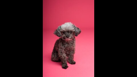 A Poodle Dog's Fur Swaying By The Wind Blows