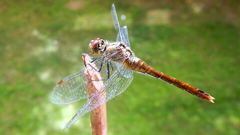 Dragonfly visiting :3