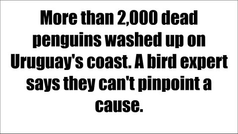 PENGUINS DIE IN URUGUAY