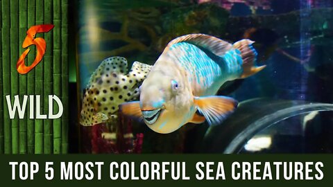 Top 5 Most Colorful Sea Creature Ever Discovered | 5 WILD