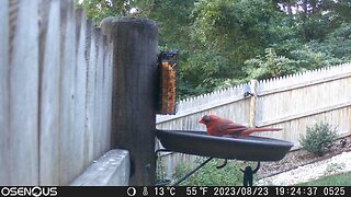 Bird cam