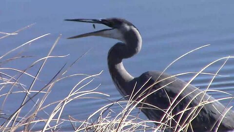 Great Blue Heron Catching and Eating Fish