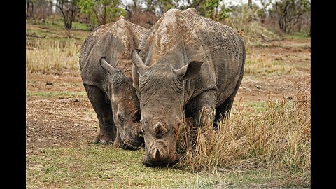 Rhino Moments: Gentle Grazing and Serene Strolls