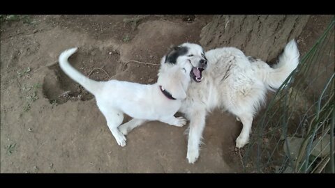 Barnyard Wrestling Championships! New Puppy Challanges Old Dog - Ultimate Lazy Version