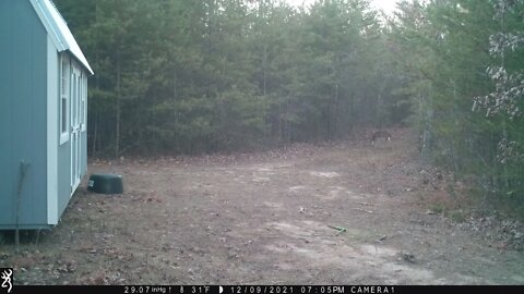 County Deer Stalking, More Stealth Than City Deer #Shorts