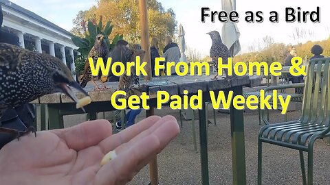 How can I work from home and get paid weekly | Free as a Bird