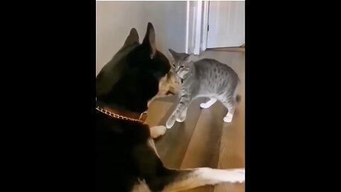 Wow!Cats fight with dog 🐕