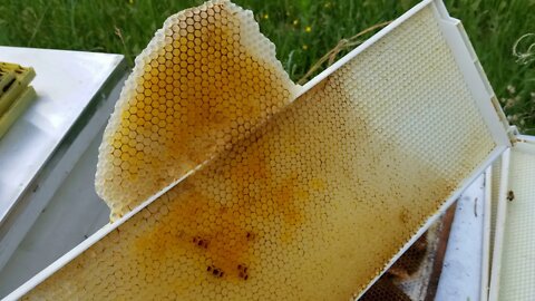 Bad Honey Bee Frames?