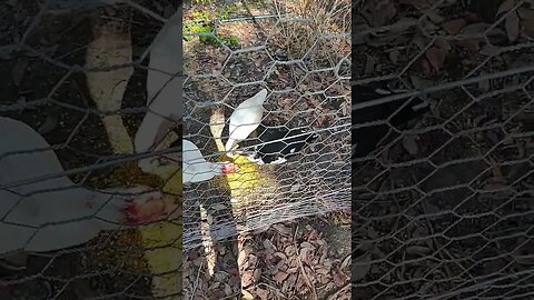 Happy is happy in his paddock this morning with a couple of girls # #ducks#muscovyducks #muscovy