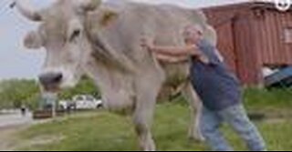 Guinness World Record Steer