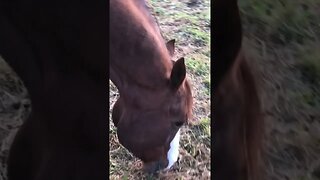 Bringing the Horses in ! #horse #horses #farmlife