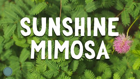 How to Grow ~ Sunshine Mimosa (Mimosa strigillosa)