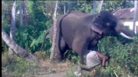 Tusker disobeying his mahouts commands