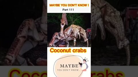 Coconut Crab - Discover 🌍 @discover_world__ #shorts #shorts