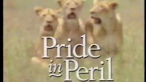 Lions Pride In Peril