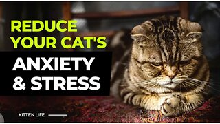 12 tips to reduce you cats Anxiety and Stress