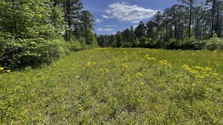 Upper Coal Mine Falls & Lower Coal Mine Falls - Bankhead National Forest