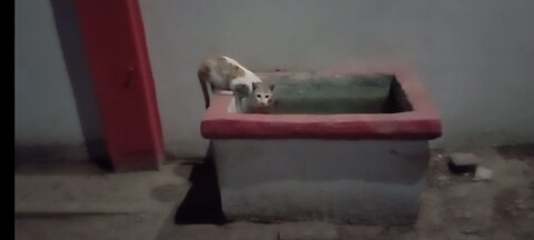 Cat caught while drinking water