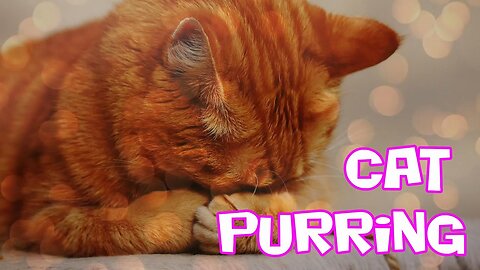 Cat purring #asmr