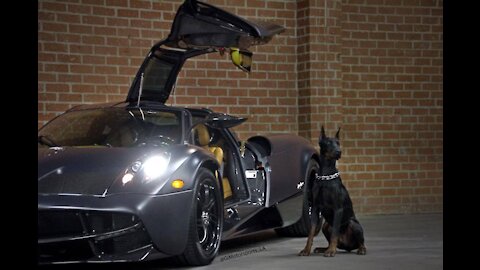 Doberman running faster then Mc Laren 520s