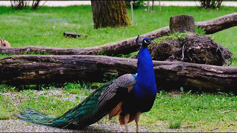 peacock beautiful #Nature