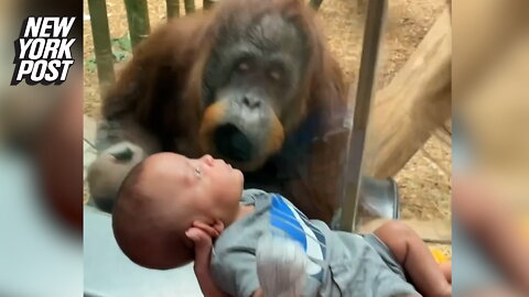 Orangutan 'smooches' 3-month-old baby