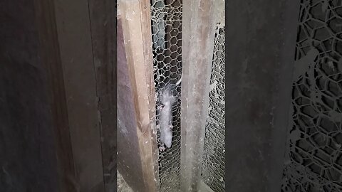 Check this out - juvenile opossum lurking outside chicken coop #shorts