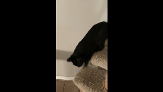 Blackjack the cat playing on the cat tower