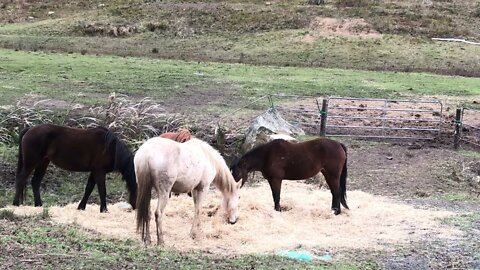 Horses sharing a round bale. Round bales are a good way to provide adlib hay to help through winter