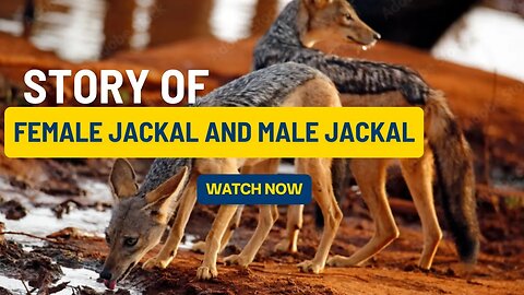 The Tale of Two Jackals A Female-Male Journey in the Wilderness