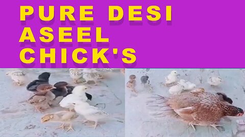 Aseel Desi Chick's | Chicken Rooster