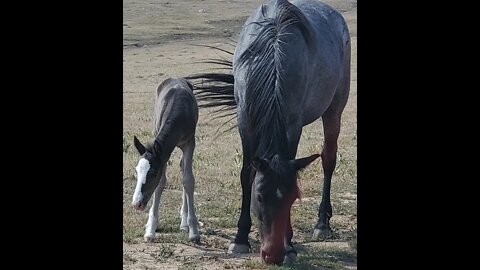 NWWYOHV Ice Cave, Wild Horses, Burnt Timber Trail Proyer Mountains Wyoming Sept8th,2021 side by side