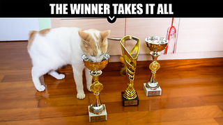 Cat wins International Cat Show, eats out of trophies