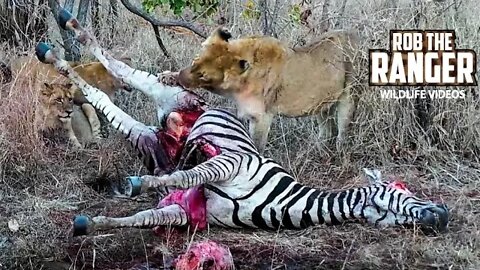 LIONS: Following the Pride 29: Zebra Meal And Buffalo Chase