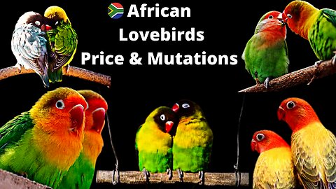 African Love Birds Price 2022 | Lovebird Different Mutations Names | লাভ বার্ড পাখির দাম