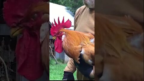 Facts To Deal With An Aggressive Rooster