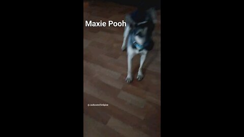 Let's Dance Maxie Pooh