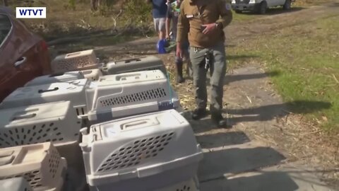 Parrots rescued from Pine Island bird sanctuary