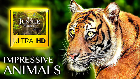 LIFE OF ANIMALS in ULTRA HD - Wild Life in Jungle