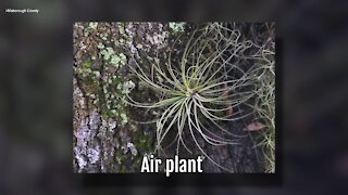 Air Plant | Sarah's Walking Club Fall Scavenger Hunt