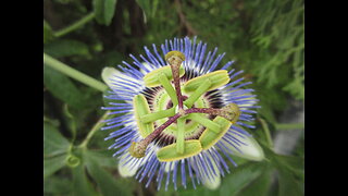 Opening Day Blue Passion Flower Sept 2022