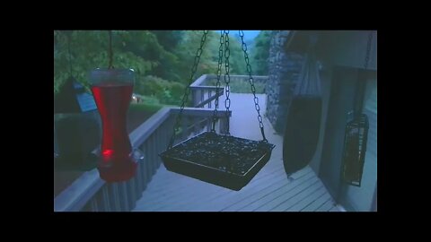 Live Bird Feeder in Asheville North Carolina. In the mountains. Aug. 4 2021