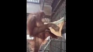 Genius Orangutan Builds Her Own Cozy Hammock