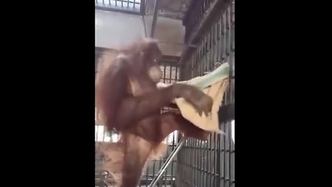 Genius Orangutan Builds Her Own Cozy Hammock