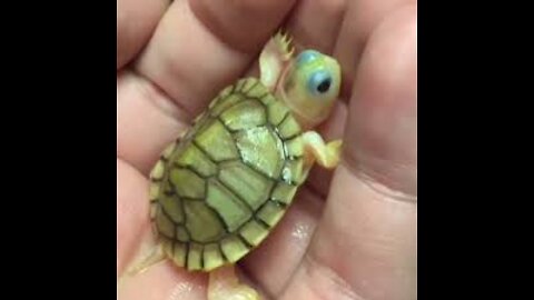 NEW HATCHED TURTLE, VERY CUTEEEE