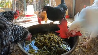 Backyard Chickens Feast On Green Beans Mukbang Sounds Noises Hens Clucking Roosters Crowing!