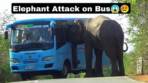 Elephant Attack On Bus😱😥
