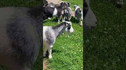 Zebras, Goats and other Animals at Moncton Zoo